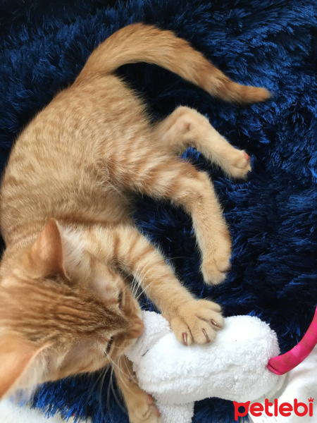 Tekir Kedi, Kedi  Cosmo fotoğrafı