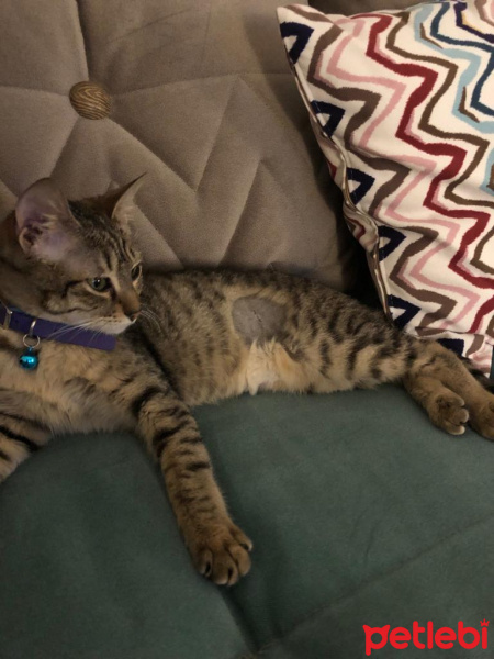 Tekir Kedi, Kedi  Mia fotoğrafı