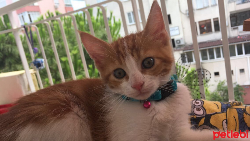Tekir Kedi, Kedi  Nohut fotoğrafı
