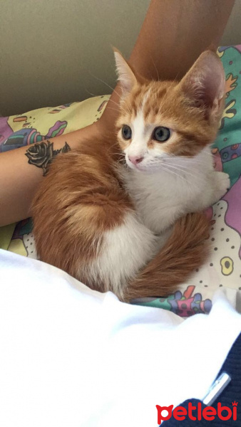 Tekir Kedi, Kedi  Nohut fotoğrafı