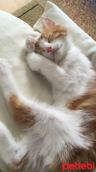 Tekir Kedi, Kedi  Nohut fotoğrafı