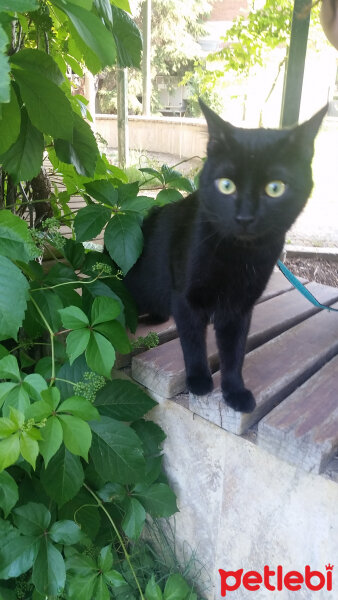 Bombay, Kedi  Gölge fotoğrafı