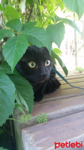 Bombay, Kedi  Gölge fotoğrafı