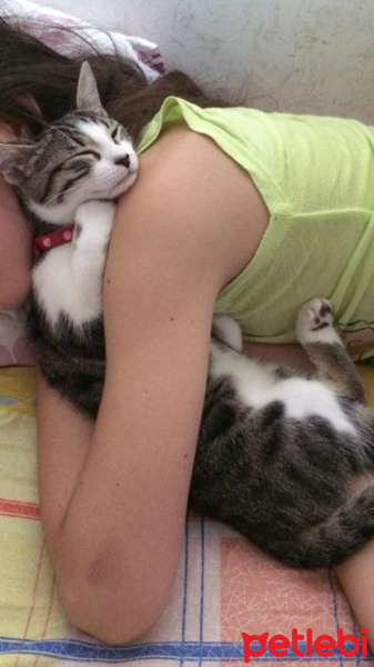 Tekir Kedi, Kedi  Pamuk fotoğrafı