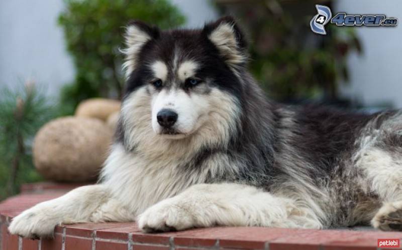 Sibirya Kurdu (Husky), Köpek  tedi fotoğrafı