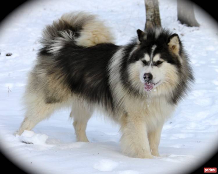 Sibirya Kurdu (Husky), Köpek  tedi fotoğrafı