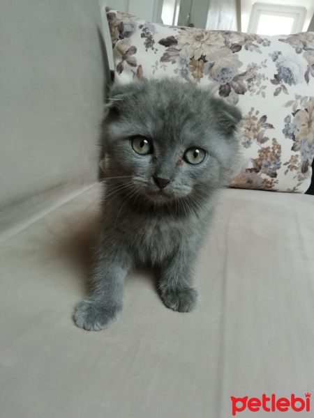 British Shorthair, Kedi  Lika fotoğrafı