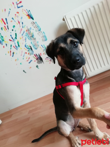 Sokö (Sokak Köpeği), Köpek  Hektor fotoğrafı