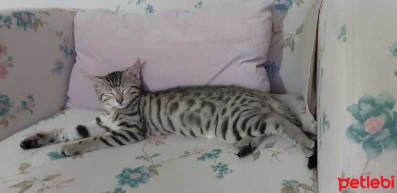 Tekir Kedi, Kedi  Lokum fotoğrafı