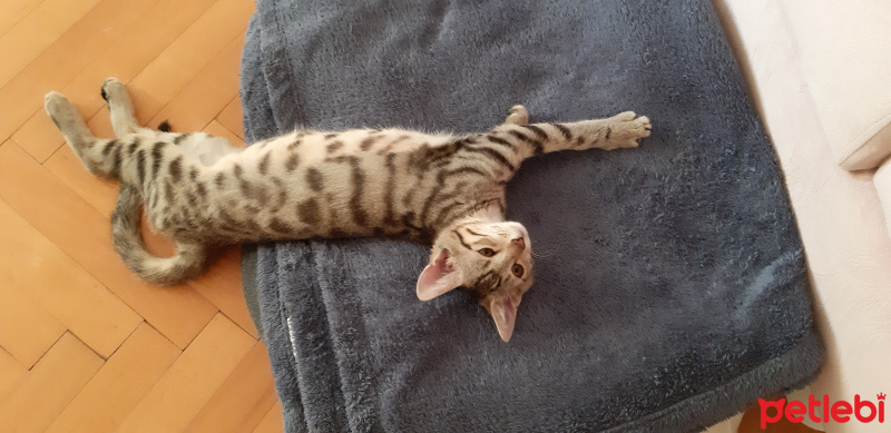 Tekir Kedi, Kedi  Lokum fotoğrafı