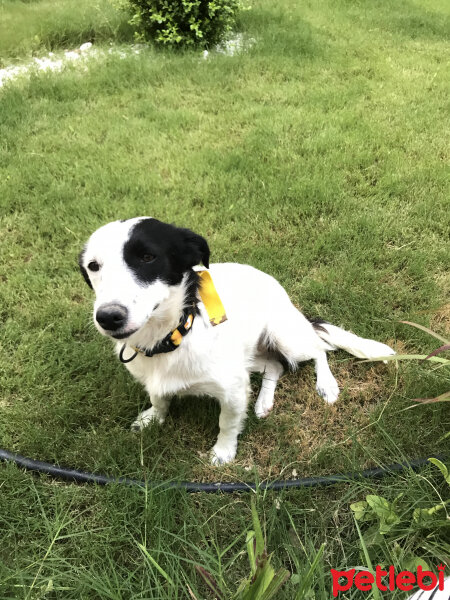 Jack Russell Terrier, Köpek  Şila fotoğrafı