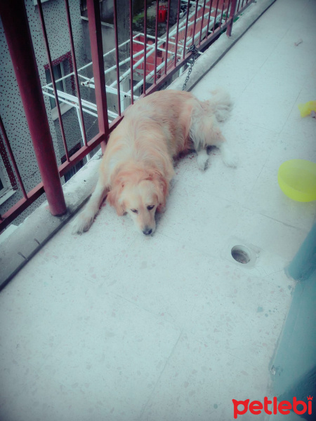 Golden Retriever, Köpek  Jesi fotoğrafı