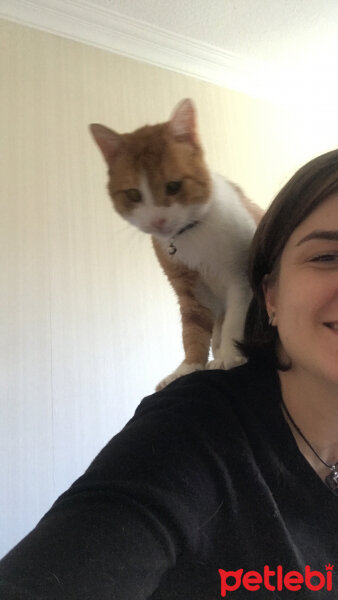 Tekir Kedi, Kedi  Toraman fotoğrafı