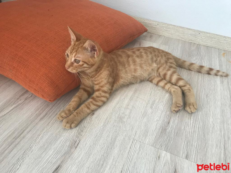 Tekir Kedi, Kedi  Keti fotoğrafı