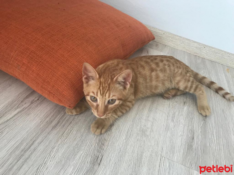 Tekir Kedi, Kedi  Keti fotoğrafı