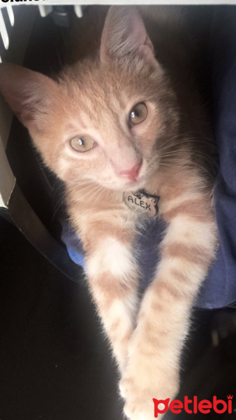 Sarman, Kedi  Alex fotoğrafı