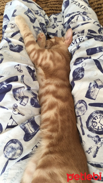 Sarman, Kedi  Alex fotoğrafı