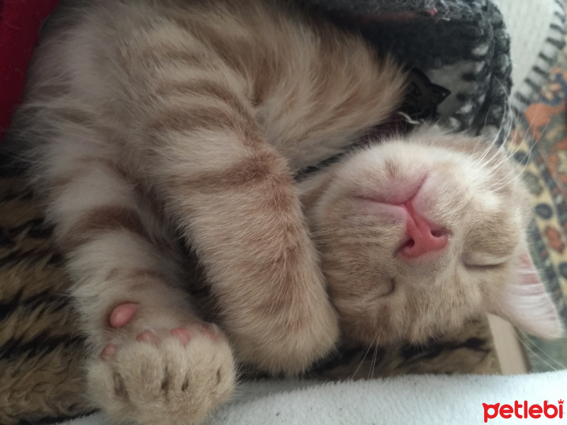 Sarman, Kedi  Alex fotoğrafı