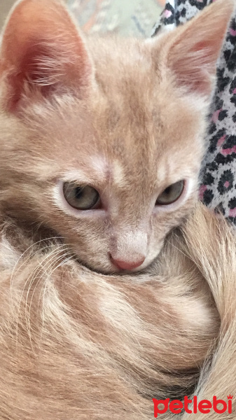 Sarman, Kedi  Alex fotoğrafı