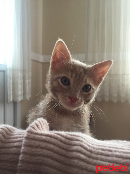 Sarman, Kedi  Alex fotoğrafı