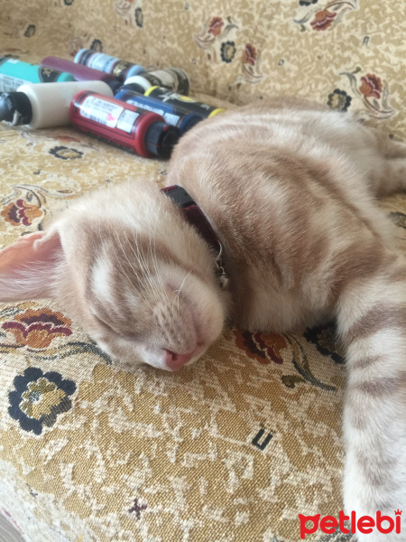 Sarman, Kedi  Alex fotoğrafı