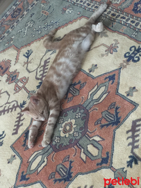 Sarman, Kedi  Alex fotoğrafı