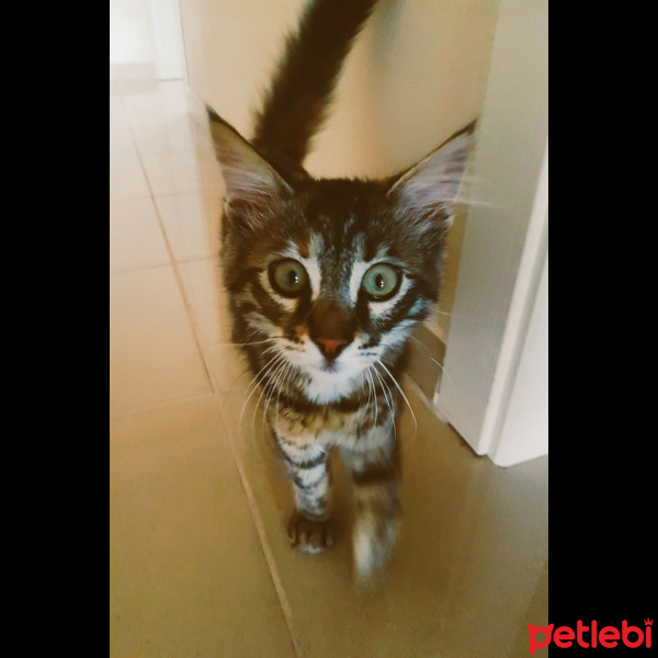 Tekir Kedi, Kedi  Çipil fotoğrafı