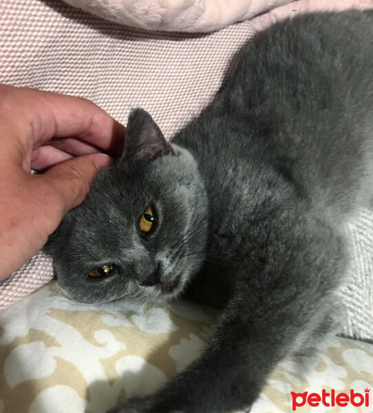 British Shorthair, Kedi  Mia fotoğrafı