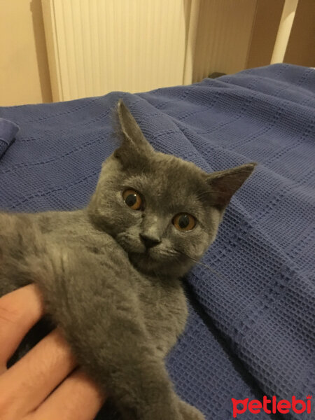 British Shorthair, Kedi  Mia fotoğrafı