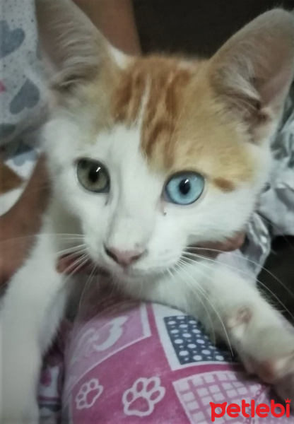 Tekir Kedi, Kedi  Mazlum fotoğrafı