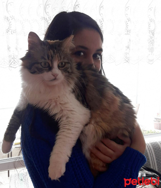 Tekir Kedi, Kedi  YUMAK fotoğrafı