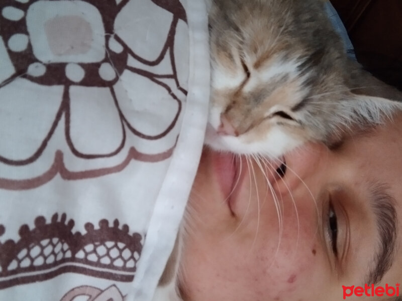 Tekir Kedi, Kedi  prenses dünya fotoğrafı