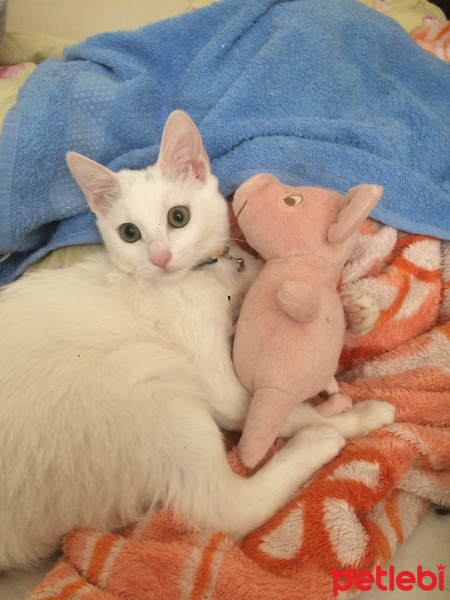 Ankara Kedisi, Kedi  Tofu fotoğrafı