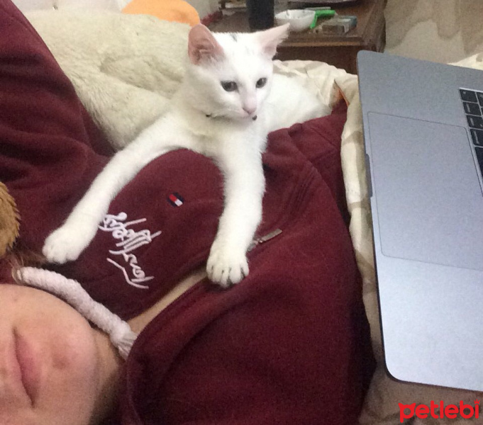 Ankara Kedisi, Kedi  Tofu fotoğrafı