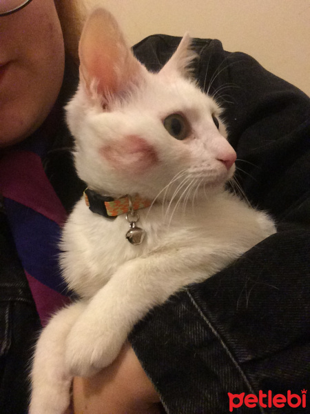Ankara Kedisi, Kedi  Tofu fotoğrafı