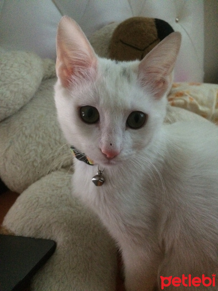 Ankara Kedisi, Kedi  Tofu fotoğrafı