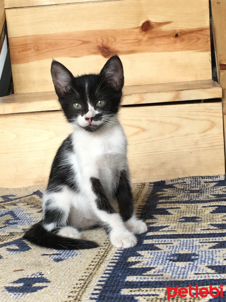 Tekir Kedi, Kedi  Benek fotoğrafı