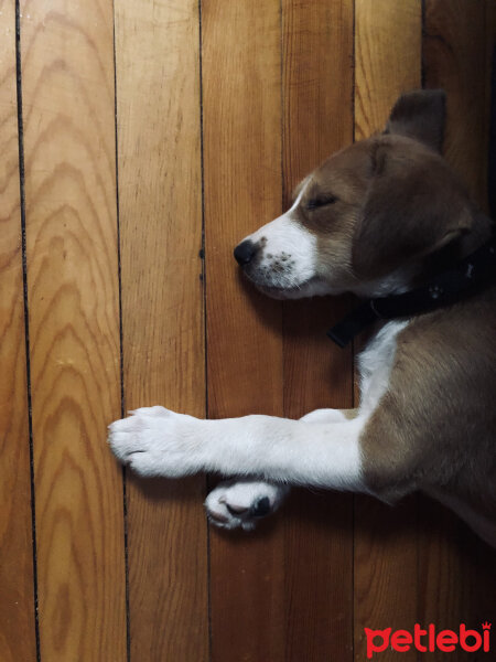 Beagle, Köpek  Luna fotoğrafı