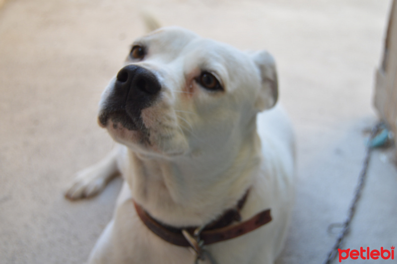 Dogo Arjantin, Köpek  Tarçın fotoğrafı
