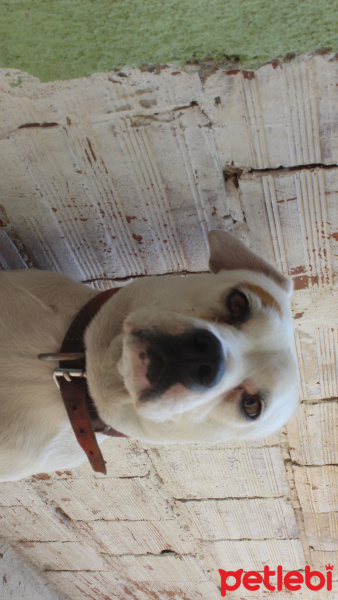 Dogo Arjantin, Köpek  Tarçın fotoğrafı