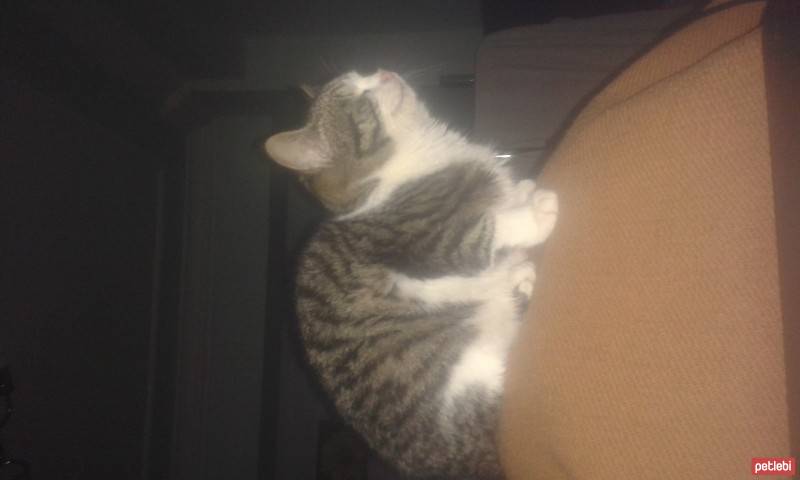 Tekir Kedi, Kedi  percy fotoğrafı