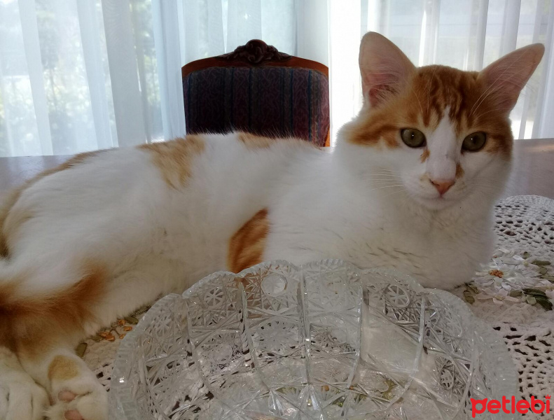 Sarman, Kedi  Tavşan fotoğrafı