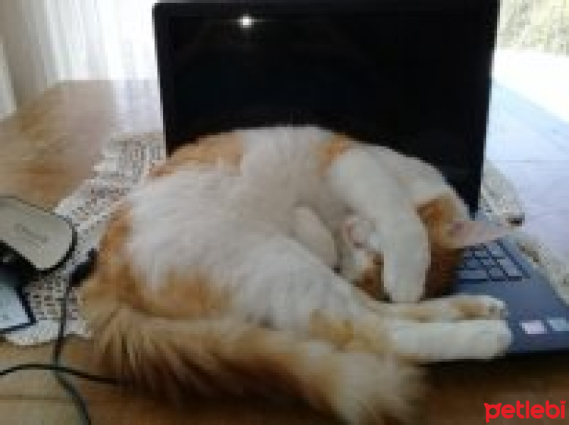 Sarman, Kedi  Tavşan fotoğrafı
