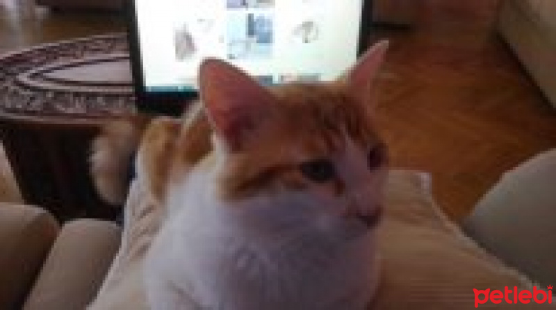 Sarman, Kedi  Tavşan fotoğrafı