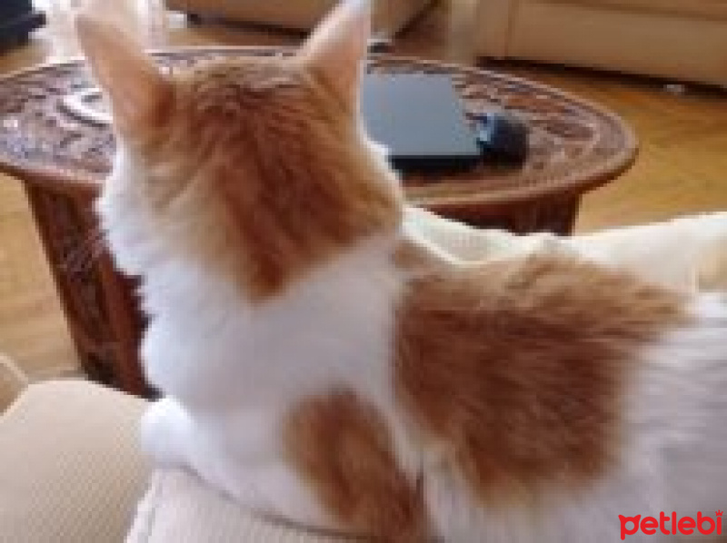 Sarman, Kedi  Tavşan fotoğrafı