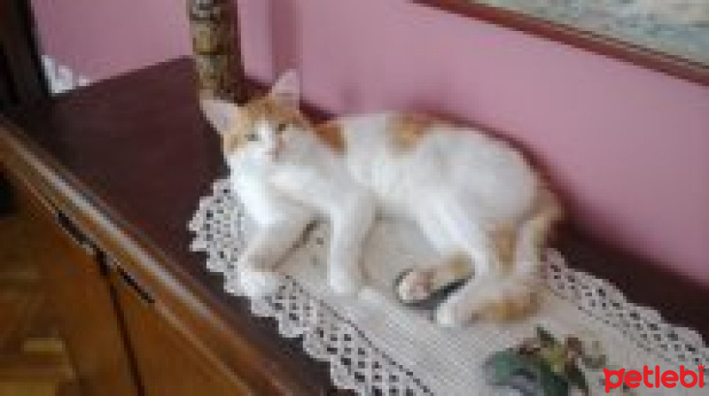 Sarman, Kedi  Tavşan fotoğrafı