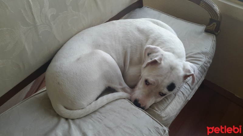 Dogo Arjantin, Köpek  Kokoin fotoğrafı