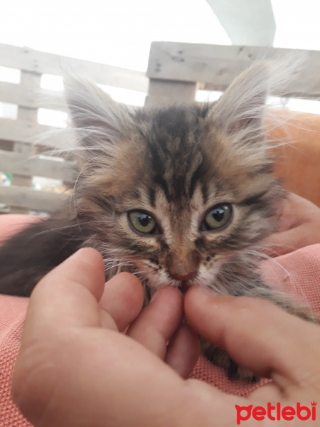 Tekir Kedi, Kedi  Umut fotoğrafı