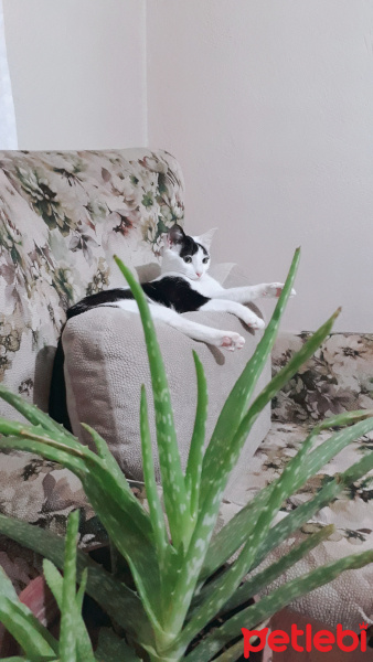 Tekir Kedi, Kedi  Pancu fotoğrafı