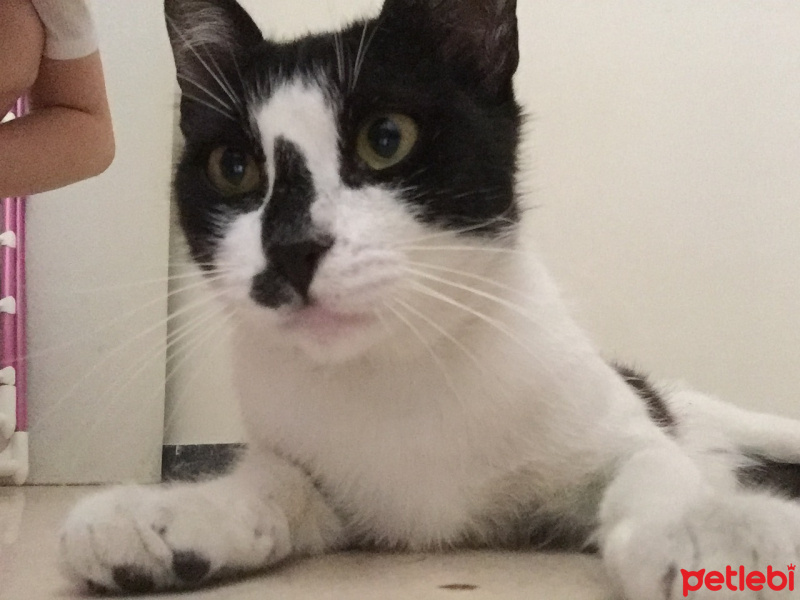 Tekir Kedi, Kedi  Şımarıık fotoğrafı